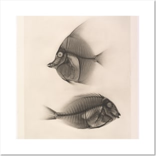 X-Ray of a Moorish Idol and a Ringtail Surgeonfish Posters and Art